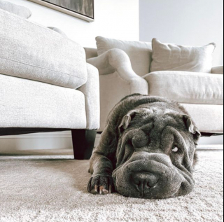 Illustration de l'article : 20 photos de chiens qui misent autant sur leurs rides que sur leur irrésistible bouille pour vous charmer