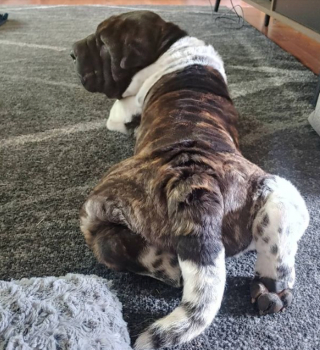 Illustration de l'article : 20 photos de chiens qui misent autant sur leurs rides que sur leur irrésistible bouille pour vous charmer