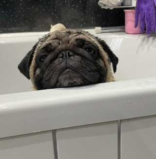 Illustration de l'article : 20 photos de chiens qui misent autant sur leurs rides que sur leur irrésistible bouille pour vous charmer