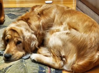 Illustration de l'article : 20 photos de chiens qui misent autant sur leurs rides que sur leur irrésistible bouille pour vous charmer