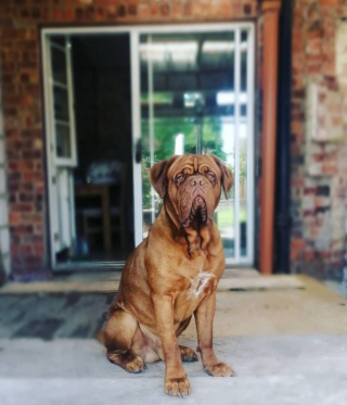 Illustration de l'article : 20 photos de chiens qui misent autant sur leurs rides que sur leur irrésistible bouille pour vous charmer