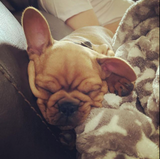 Illustration de l'article : 20 photos de chiens qui misent autant sur leurs rides que sur leur irrésistible bouille pour vous charmer