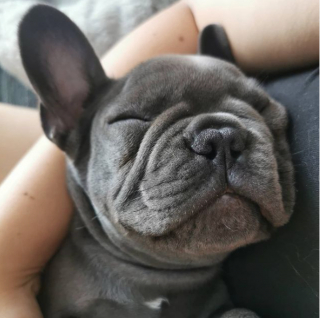 Illustration de l'article : 20 photos de chiens qui misent autant sur leurs rides que sur leur irrésistible bouille pour vous charmer