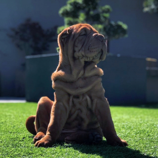 Illustration de l'article : 20 photos de chiens qui misent autant sur leurs rides que sur leur irrésistible bouille pour vous charmer