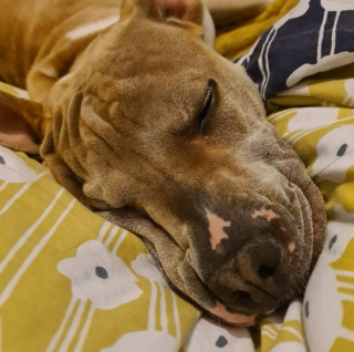 Illustration de l'article : 20 photos de chiens qui misent autant sur leurs rides que sur leur irrésistible bouille pour vous charmer