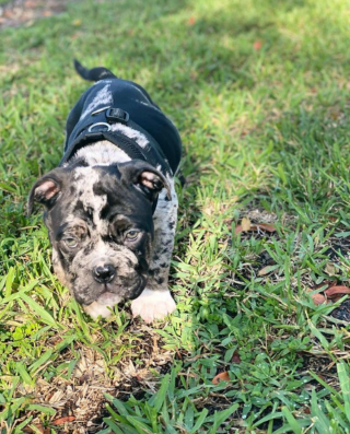 Illustration de l'article : 20 photos de chiens qui misent autant sur leurs rides que sur leur irrésistible bouille pour vous charmer