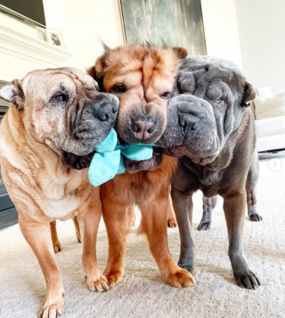 Illustration de l'article : 20 photos de chiens qui misent autant sur leurs rides que sur leur irrésistible bouille pour vous charmer