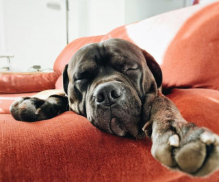 Illustration de l'article : 20 photos de chiens qui misent autant sur leurs rides que sur leur irrésistible bouille pour vous charmer