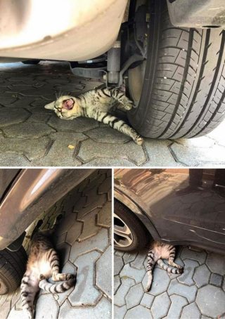 Illustration de l'article : 19 photos hilarantes de chats affichant une attitude théâtrale en toute circonstance