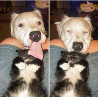 Illustration de l'article : 19 photos hilarantes de chats affichant une attitude théâtrale en toute circonstance