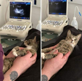 Illustration de l'article : 19 photos hilarantes de chats affichant une attitude théâtrale en toute circonstance