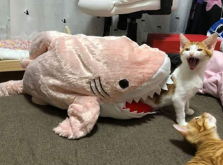 Illustration de l'article : 19 photos hilarantes de chats affichant une attitude théâtrale en toute circonstance