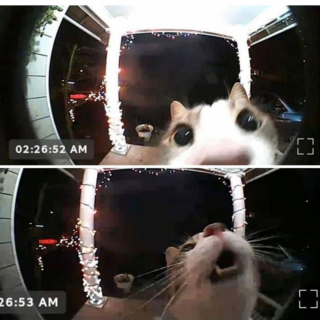 Illustration de l'article : 19 photos hilarantes de chats affichant une attitude théâtrale en toute circonstance