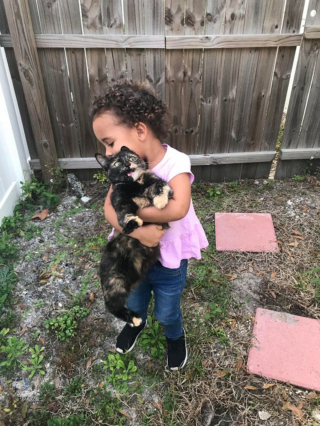 Illustration de l'article : 19 photos hilarantes de chats affichant une attitude théâtrale en toute circonstance