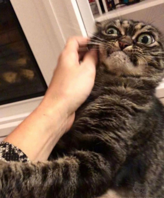 Illustration de l'article : 19 photos hilarantes de chats affichant une attitude théâtrale en toute circonstance