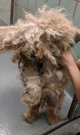 Illustration de l'article : Des bénévoles reçoivent un chien tellement négligé qu’ils ont du mal à distinguer son corps et sa tête