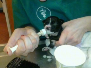 Illustration de l'article : Une chatte fait ses adieux à son fidèle ami canin, avant qu’il rende son dernier souffle (vidéo)