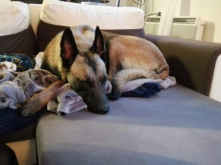 Illustration de l'article : Le combat inspirant de Bayley, un chien errant aveugle et affamé pour trouver l'amour d'une famille