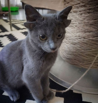 Illustration de l'article : Malgré sa différence, ce chaton à 4 oreilles a réussi à trouver une famille aimante, pour qui cela n’a aucune importance