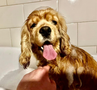 Illustration de l'article : Sauvée d’un élevage où elle était exploitée et négligée, cette chienne a perdu la vue et cherche une famille qui l’aimera telle qu’elle est