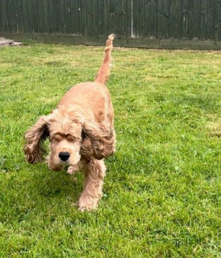 Illustration de l'article : Sauvée d’un élevage où elle était exploitée et négligée, cette chienne a perdu la vue et cherche une famille qui l’aimera telle qu’elle est