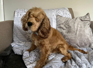 Illustration de l'article : Sauvée d’un élevage où elle était exploitée et négligée, cette chienne a perdu la vue et cherche une famille qui l’aimera telle qu’elle est