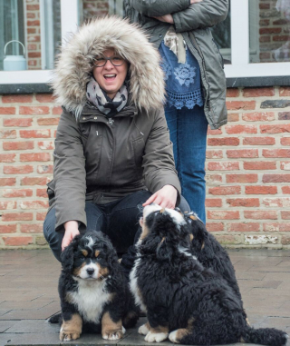 Illustration de l'article : 20 superbes photos qui suivent la croissance spectaculaire d'un chiot Bouvier Bernois
