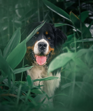 Illustration de l'article : 20 superbes photos qui suivent la croissance spectaculaire d'un chiot Bouvier Bernois