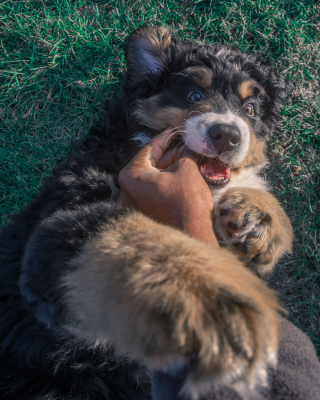 Illustration de l'article : 20 superbes photos qui suivent la croissance spectaculaire d'un chiot Bouvier Bernois