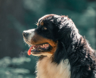 Illustration de l'article : 20 superbes photos qui suivent la croissance spectaculaire d'un chiot Bouvier Bernois