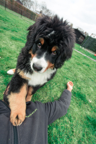 Illustration de l'article : 20 superbes photos qui suivent la croissance spectaculaire d'un chiot Bouvier Bernois