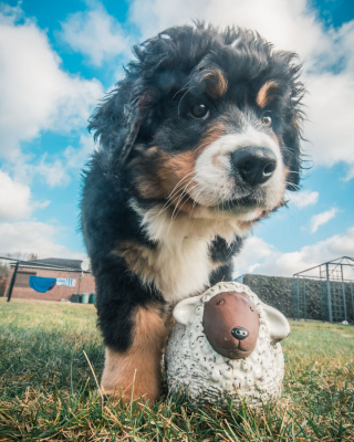 Illustration de l'article : 20 superbes photos qui suivent la croissance spectaculaire d'un chiot Bouvier Bernois