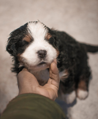 Illustration de l'article : 20 superbes photos qui suivent la croissance spectaculaire d'un chiot Bouvier Bernois