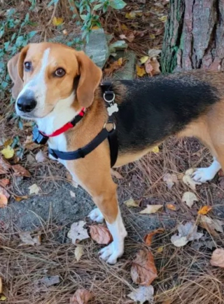 Illustration de l'article : Terrorisé par les inconnus, ce chien a passé 700 jours en refuge avant qu’une famille lui offre une chance