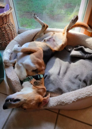 Illustration de l'article : Terrorisé par les inconnus, ce chien a passé 700 jours en refuge avant qu’une famille lui offre une chance