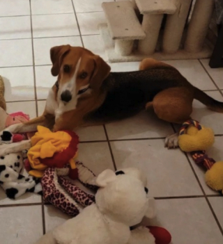 Illustration de l'article : Terrorisé par les inconnus, ce chien a passé 700 jours en refuge avant qu’une famille lui offre une chance