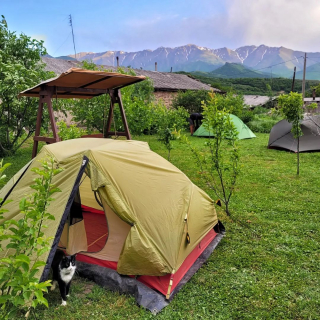 Illustration de l'article : Un chaton errant et orphelin devient le compagnon de voyage de l’homme qui l’a sauvé