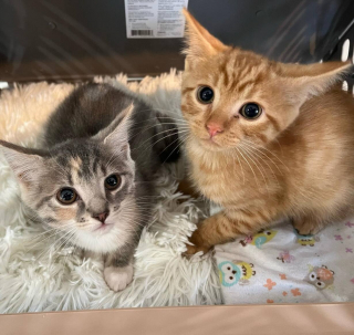 Illustration de l'article : Une chatonne abandonnée avec son frère lui montre l’exemple et l’aide à s’ouvrir aux autres