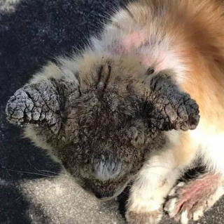 Illustration de l'article : Un chat récupéré dans un état dramatique se métamorphose et prend soin, à son tour, d’autres félins dans le besoin