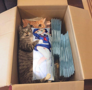 Illustration de l'article : 19 photos prouvant que les chats ne manquent jamais d'idées pour nous surprendre