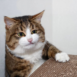 Illustration de l'article : 19 photos prouvant que les chats ne manquent jamais d'idées pour nous surprendre