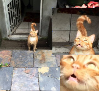 Illustration de l'article : 19 photos prouvant que les chats ne manquent jamais d'idées pour nous surprendre