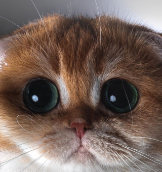 Illustration de l'article : 19 photos prouvant que les chats ne manquent jamais d'idées pour nous surprendre