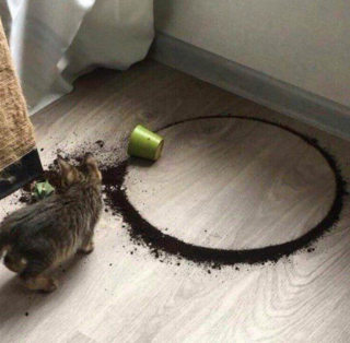 Illustration de l'article : 19 photos prouvant que les chats ne manquent jamais d'idées pour nous surprendre