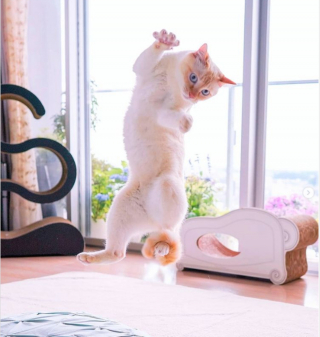 Illustration de l'article : 19 photos prouvant que les chats ne manquent jamais d'idées pour nous surprendre