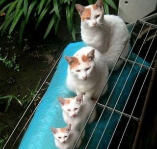 Illustration de l'article : 19 photos prouvant que les chats ne manquent jamais d'idées pour nous surprendre