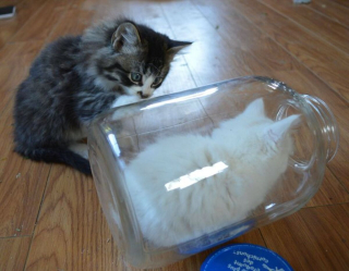 Illustration de l'article : 19 photos prouvant que les chats ne manquent jamais d'idées pour nous surprendre