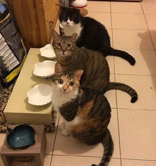 Illustration de l'article : 19 photos prouvant que les chats ne manquent jamais d'idées pour nous surprendre