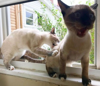 Illustration de l'article : 19 photos prouvant que les chats ne manquent jamais d'idées pour nous surprendre