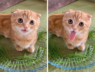 Illustration de l'article : 19 photos prouvant que les chats ne manquent jamais d'idées pour nous surprendre